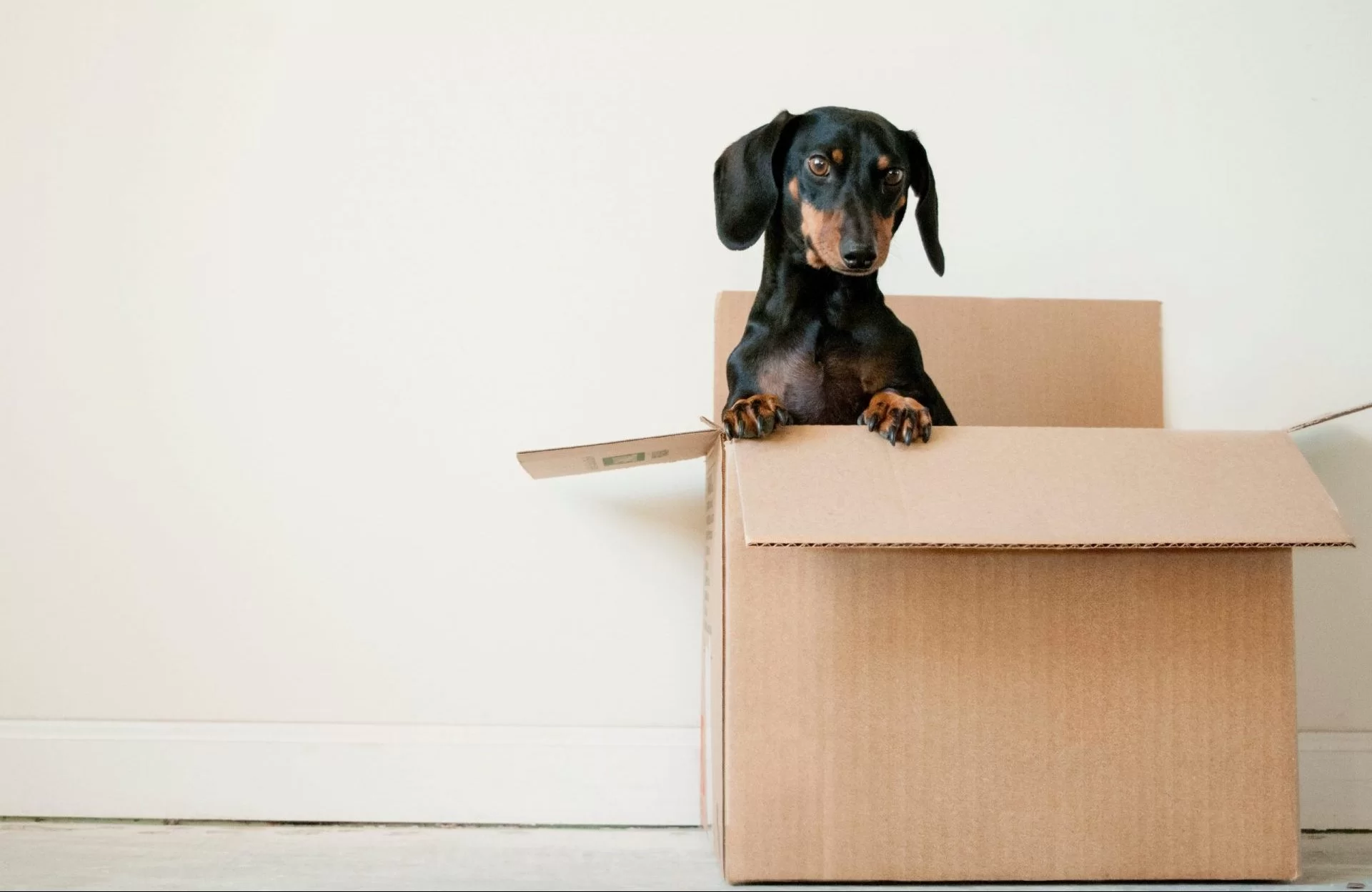dog in a box, moving services